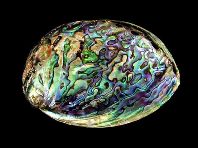 abalone