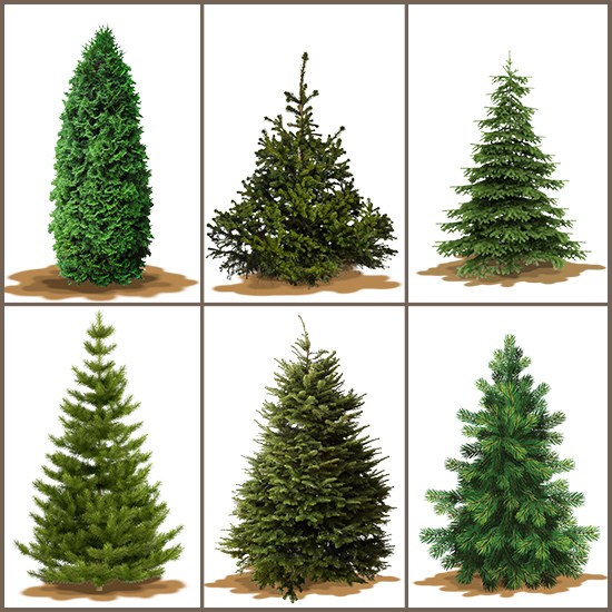 varieties-of-christmas-trees