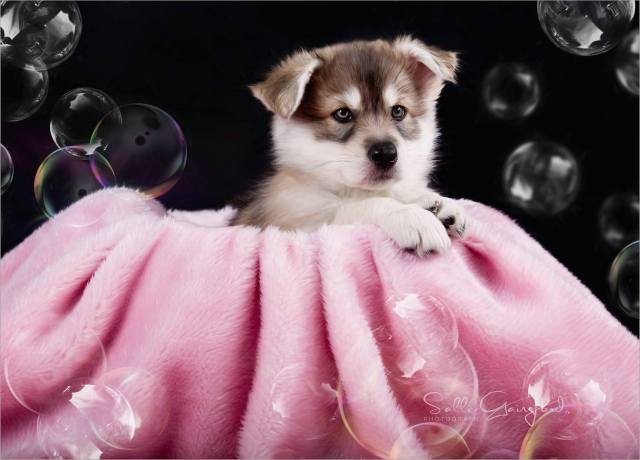 12487256_1595742250650663_7259886890960032811_o